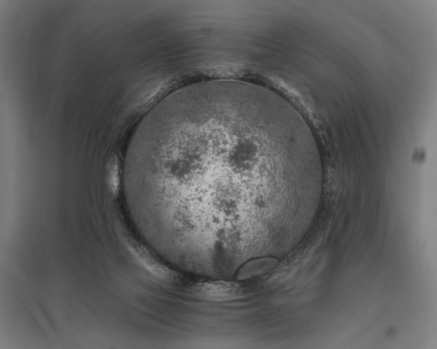 X0000096180069200801181321