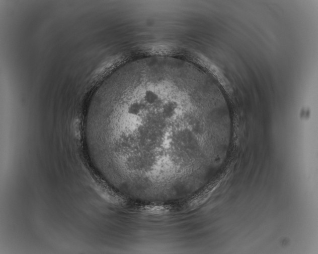 X0000096180161200801181320
