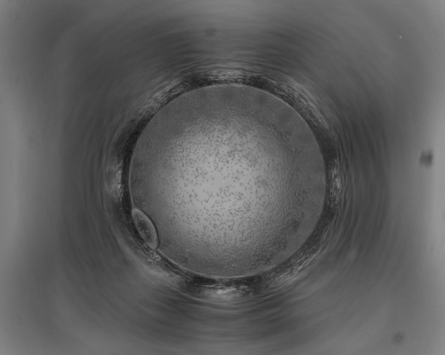 X0000096180267200801181319