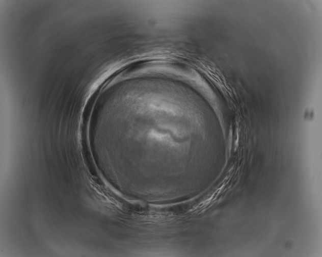 X0000096180292200801181318