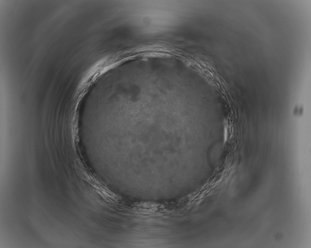 X0000096180339200801181317