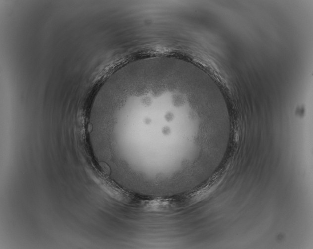 X0000096180366200801181317