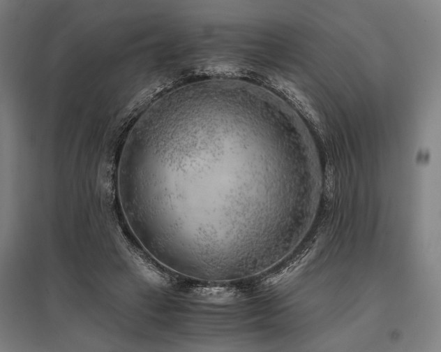 X0000096180449200801181316
