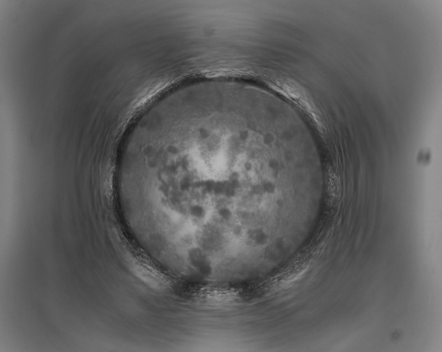 X0000096180491200801181315