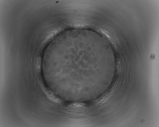 X0000096180495200801181315