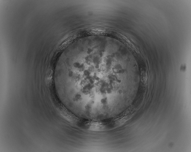X0000096180507200801181315