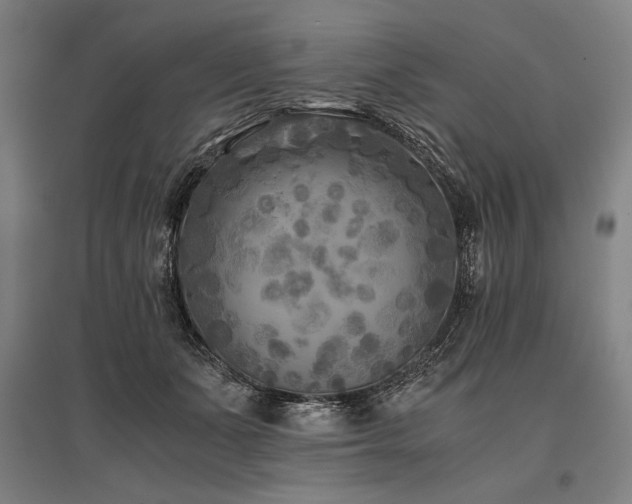X0000096180511200801181315