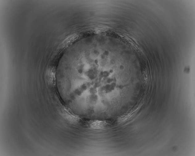 X0000096180527200801181315