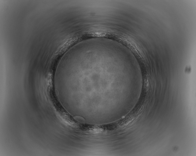 X0000096180598200801181314