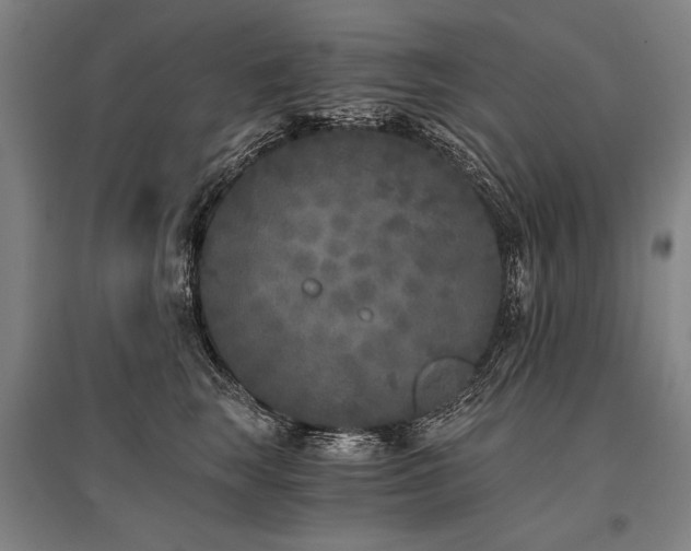 X0000096180663200801181313