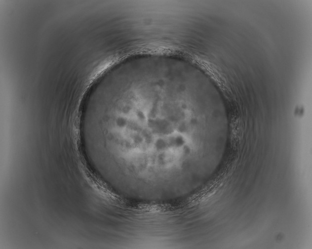 X0000096180679200801181313