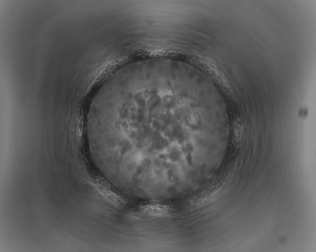 X0000096180691200801181313