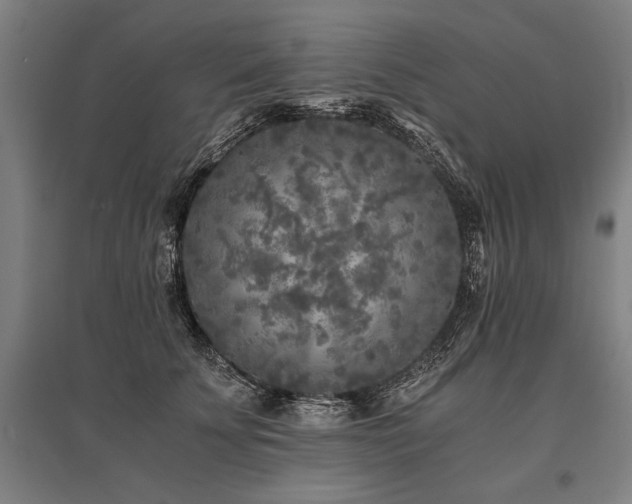 X0000096180707200801181312