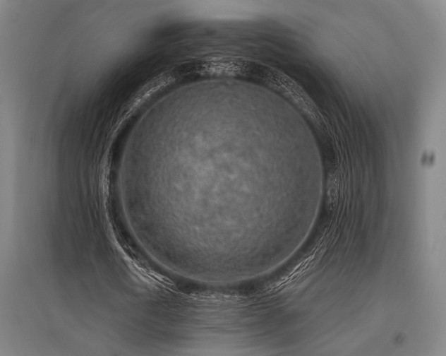 X0000096180722200801181311
