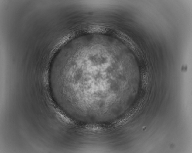 X0000096180729200801181312