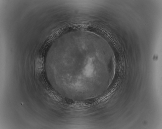 X0000096180818200801181310