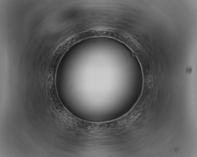 X0000096180821200801181310
