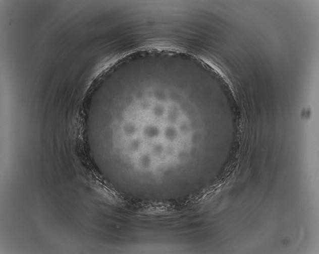 X0000096180823200801181310