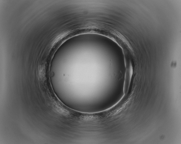 X0000096180826200801181310