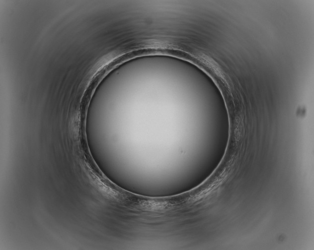 X0000096180831200801181310