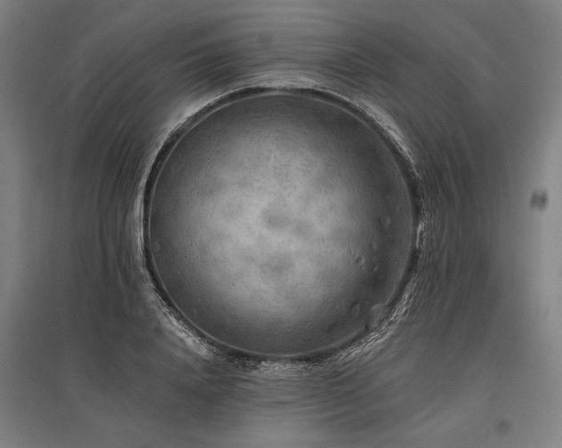 X0000096180840200801181310