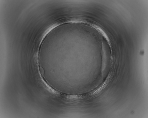X0000096180855200801181311