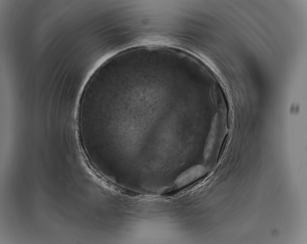 X0000096180864200801181311