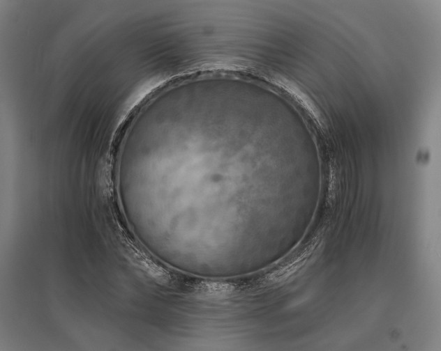 X0000096180878200801181310