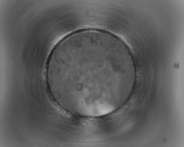 X0000096180879200801181310