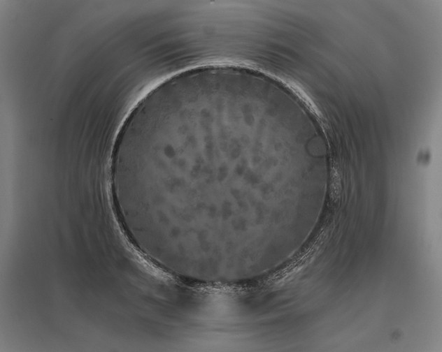 X0000096180895200801181310