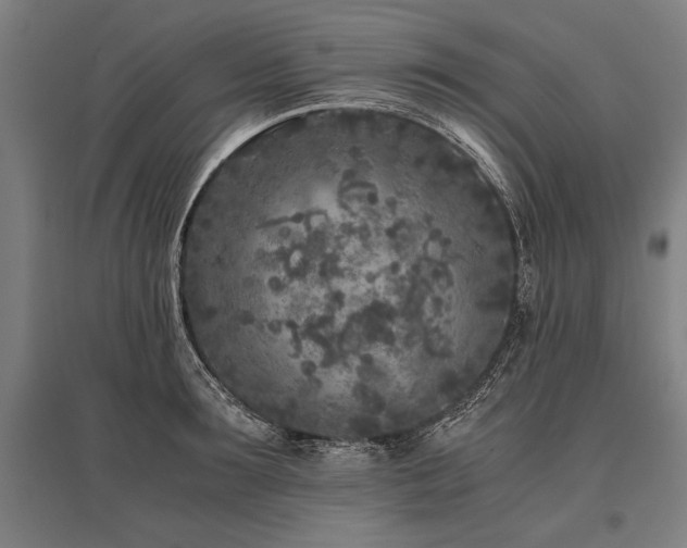 X0000096180899200801181310