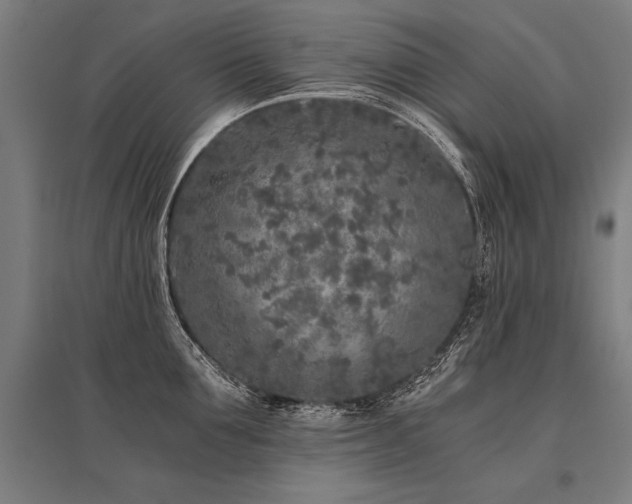 X0000096180907200801181310