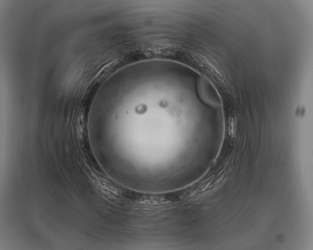 X0000096180915200801181309