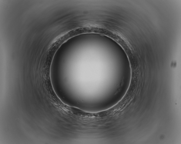 X0000096180919200801181309