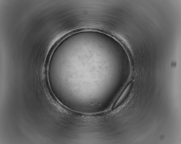 X0000096180928200801181309