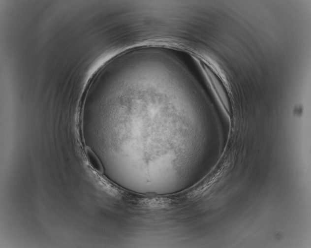 X0000096180952200801181309