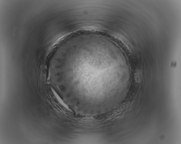 X0000096180968200801181309