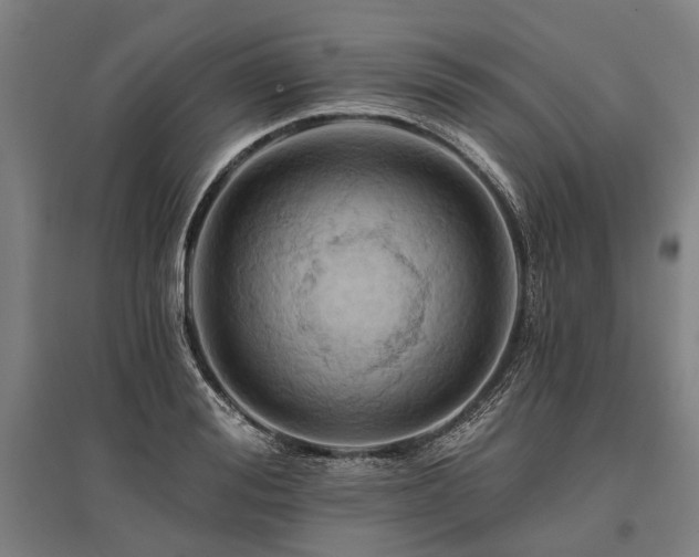 X0000096180988200801181308