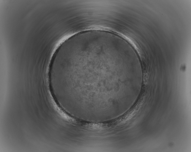 X0000096180995200801181308