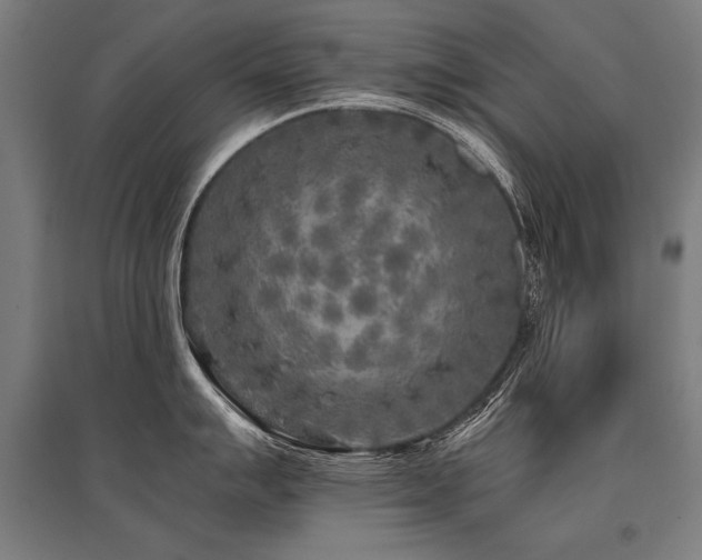 X0000096181007200801181308