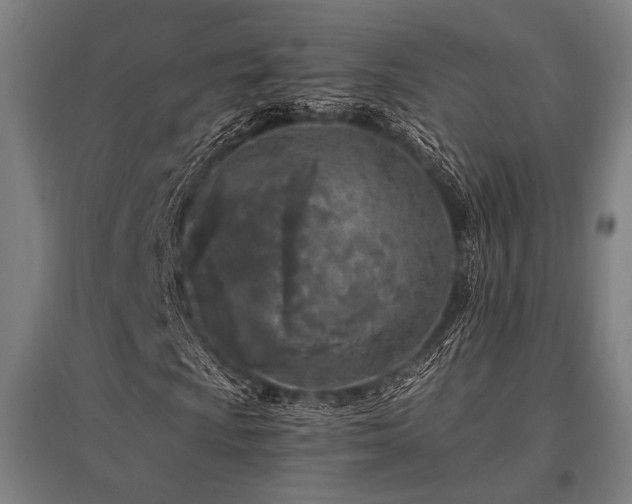 X0000096181009200801181307