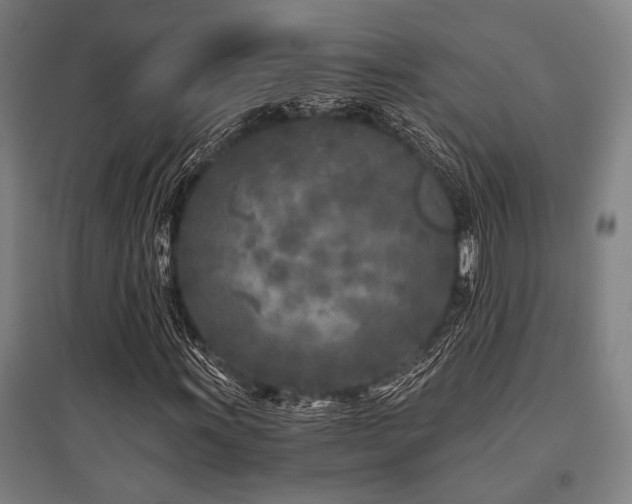 X0000096181011200801181307