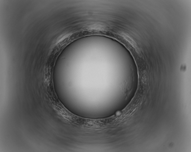 X0000096181015200801181307
