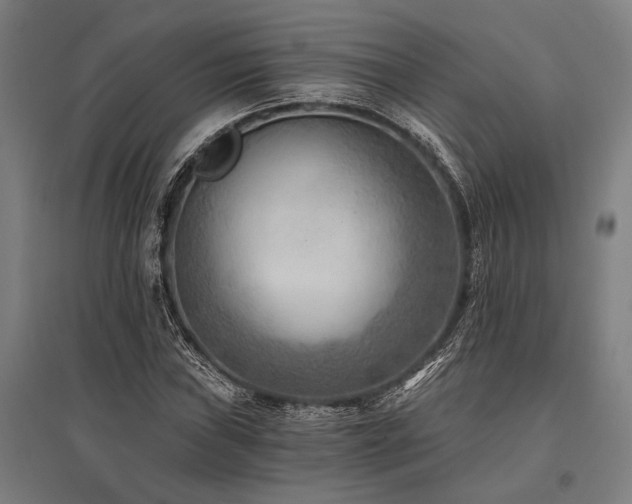 X0000096181019200801181307