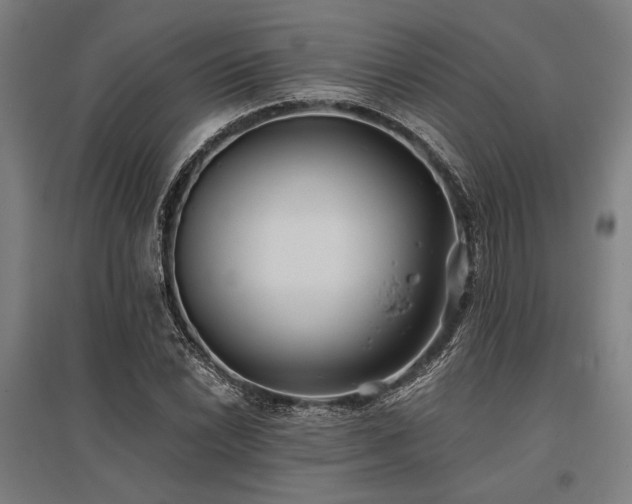 X0000096181022200801181308