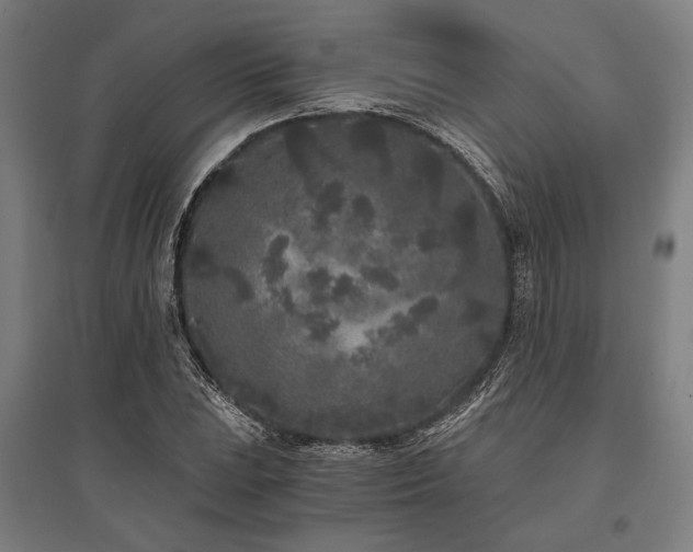 X0000096181023200801181308