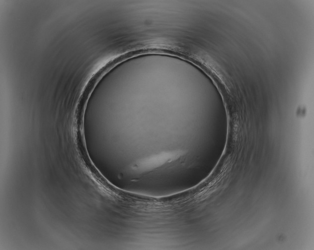X0000096181024200801181308