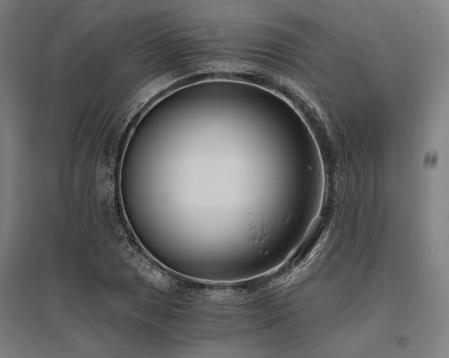 X0000096181025200801181308