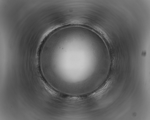 X0000096181027200801181308