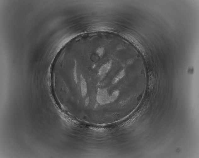 X0000096181031200801181308